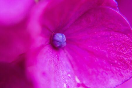 Close up photography of vivid pink hydrangea flower, soft focusの写真素材