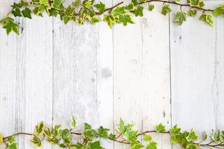 English ivy on white painted wooden board, background imageの写真素材