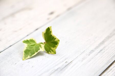 Tiny english ivy on white painted wooden board, background imageの写真素材
