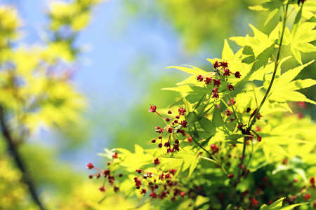 Japanese maple with green new leaves and tiny red flowers