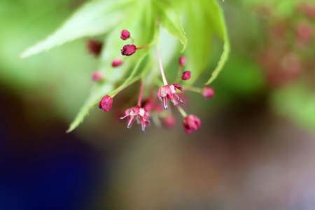 Japanese maple with green new leaves and tiny red flowers, close-up photoの写真素材