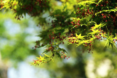 Japanese maple with green new leaves and tiny red flowers