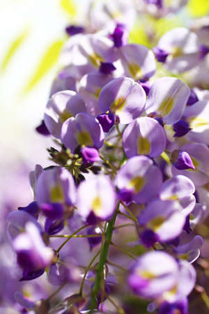 Close-up photo of beautiful purple wisteria blossoms at the park in springの写真素材