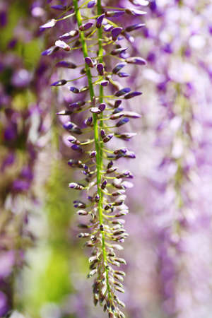 Beautiful purple wisteria blossoms at the park in springの写真素材
