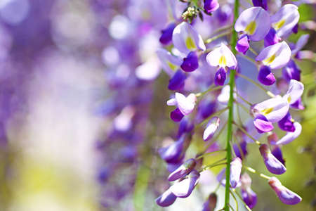 Close-up photo of beautiful purple wisteria blossoms at the park in springの写真素材