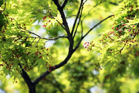 Japanese maple with green new leaves and tiny red flowersの写真素材