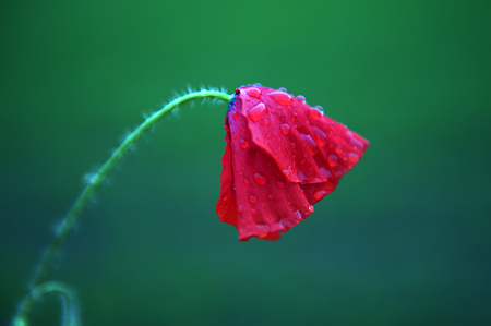 View of tender red wild poppy flower in the rain. Selected focus and natural blurred background.の写真素材