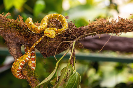 The eyelash viper, Bothriechis schlegelii, is a beautiful viper, with its arboreal nature and...
