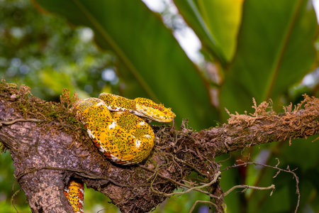 The eyelash viper, Bothriechis schlegelii, is a beautiful viper, with its arboreal nature and camouflaged coloration among the foliage, often yellow.の写真素材