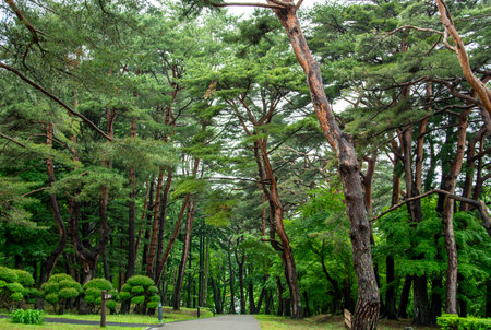 Pine trees in the public park, Hokkaido, Japanの写真素材