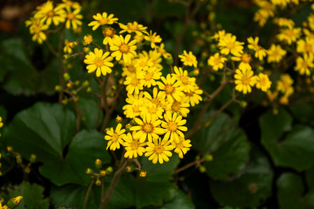 Yellow flowers of Chrysanthemum grandiflorum in the garden
