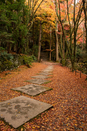 Pathway in autumn forest with colorful leaves in Kyoto, Japan.の写真素材