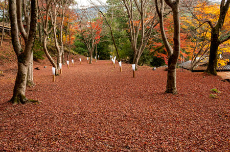 Autumn leaves on the ground at in Kyoto, Japanの写真素材