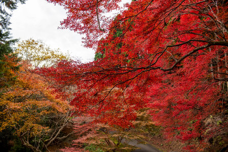 Autumn leaves of japanese maple tree in Kyoto, Japanの写真素材