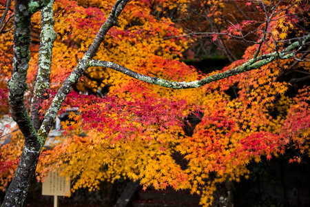 Maple leaves in autumn season at japanese garden in Kyoto