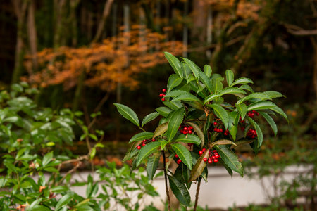 Hibiscus sabdariffa plant with red berries and green leavesの写真素材