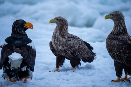 Adult Steller's sea eagle in winter. Scientific name: Haliaeetus pelagicus.