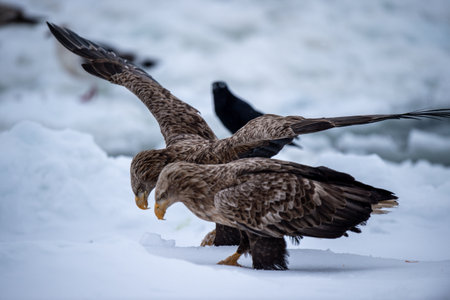 White-tailed eagle (Haliaeetus albicilla)の写真素材