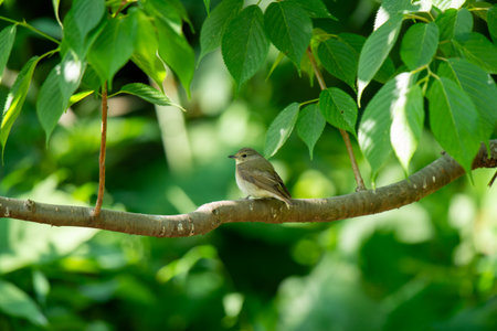 A small bird perched on a tree branch in the summer forest.