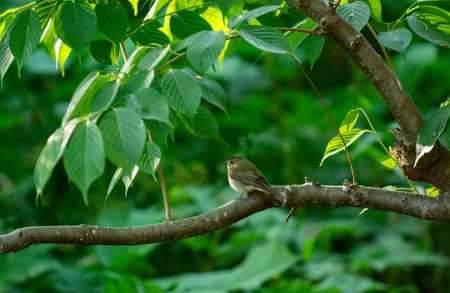 Little bird perched on a branch with green leaves in the background.