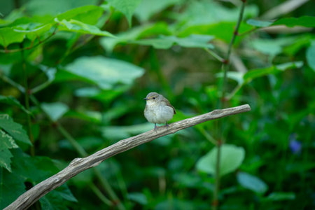 Singing warbler.