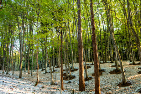 Trees in the forest on a sunny day. Landscape.