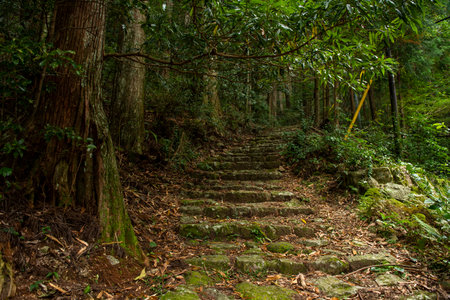 Stone stairs in the forest, Kumanokodoh, Japan