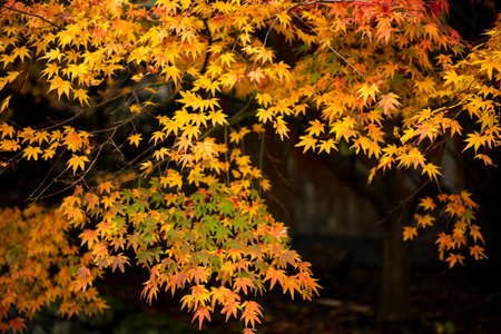 Maple leaves in autumn at japanese garden, blurred background