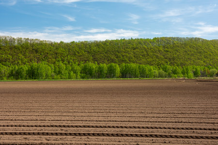 Plowed field in spring with green forest and blue sky in backgroundの写真素材