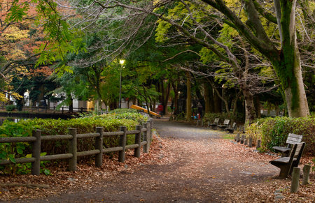 Autumn leaves in the park, Tokyo, Japan. Autumn season.の写真素材