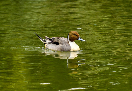 Northern pintail, Anas acuta, single male on water.の写真素材