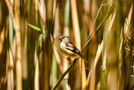 A hawfinch sits on a reed in the reeds.の写真素材