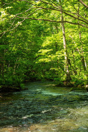 Mountain river in the green forest. Beautiful summer landscape with river and treesの写真素材