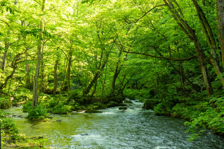 Mountain river in the forest. Green landscape with river and treesの写真素材