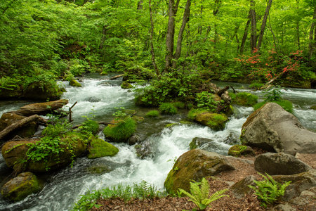Stream in the green forest. Spring landscape with a mountain river.の写真素材