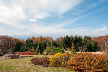 Autumn landscape with colorful trees and blue sky in Japan.の写真素材