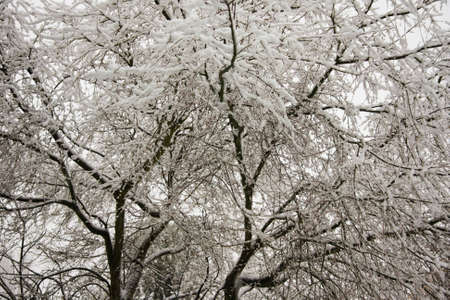 Fine layer of snow on the  branches of a Japanese Maple Treeの写真素材