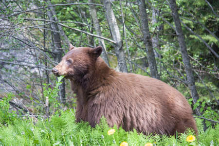 Large Brown Bear foraging in the forestの写真素材