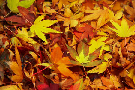 Japanese Maple Tree leaves in a colorful pileの写真素材
