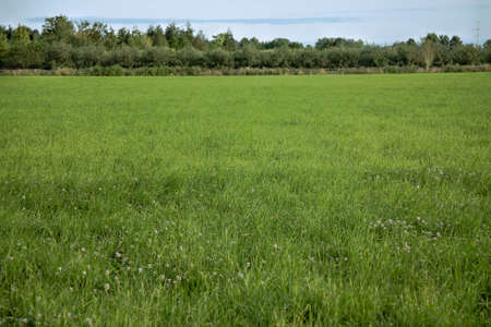 Lush green field set in a rural landscapeの写真素材