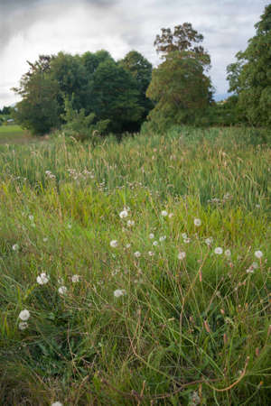 Lush green grassy area in  a rual landscape on a rainy dayの写真素材