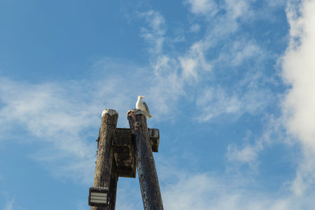 Lone Seagull Perched High Up On A Pylon Pole At A Marinaの写真素材