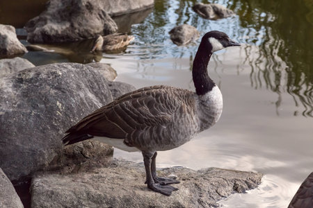 Lone Canada Goose Standing On A Rock By A Pond In Vancouver, Canadaの写真素材