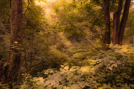 Rays Of Sunlight Peeking Through A Surreal Forest Settingの写真素材
