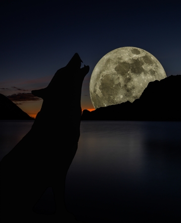 wolf howling at the moonの写真素材