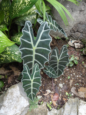 Elephant's-Ear Plant, Rio Claro, Colombiaの写真素材