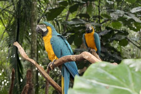 green and yellow macawの写真素材