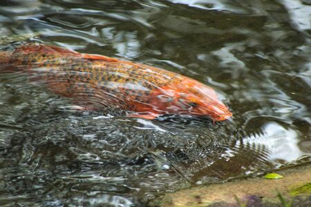 red fish in a pondの写真素材