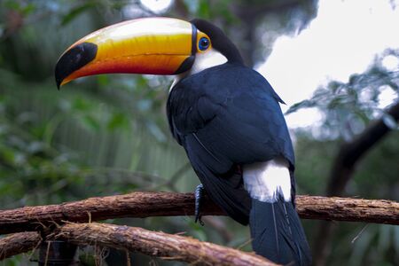 toucan on a branchの写真素材