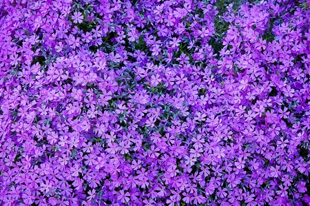 A carpet of violet flowers outside.